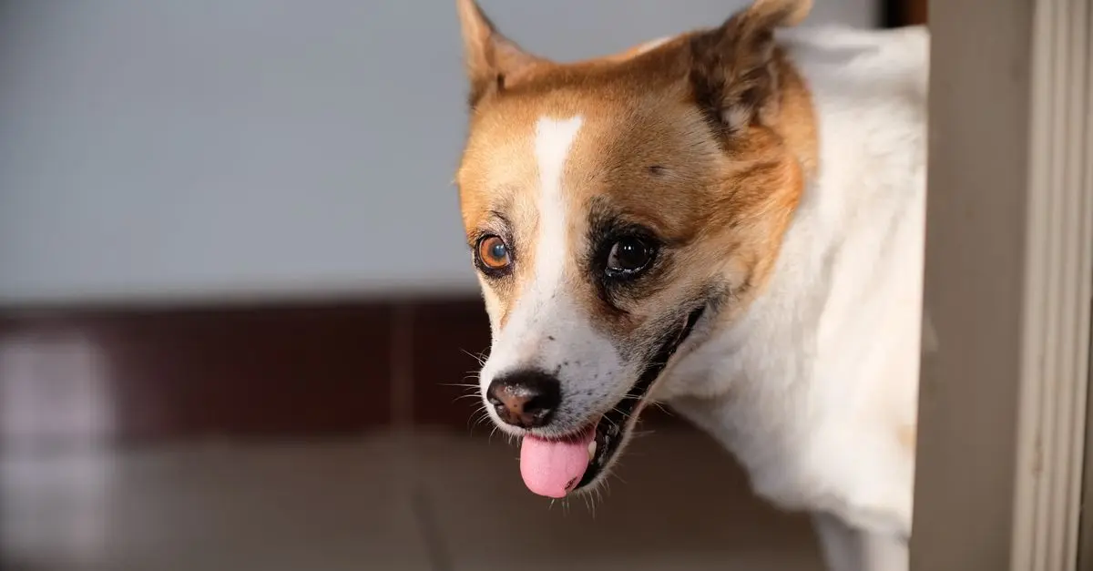 Identifying Behavioral Emergencies in Pets