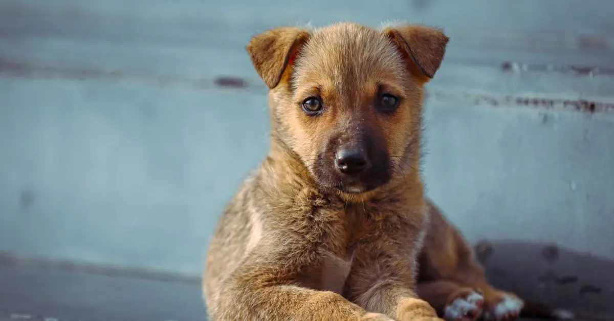 Essential Pet CPR Steps: Complete Buying Guide