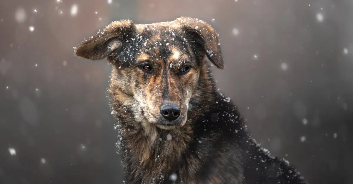 Keeping Pets Safe in Storms: A Complete Buying Guide