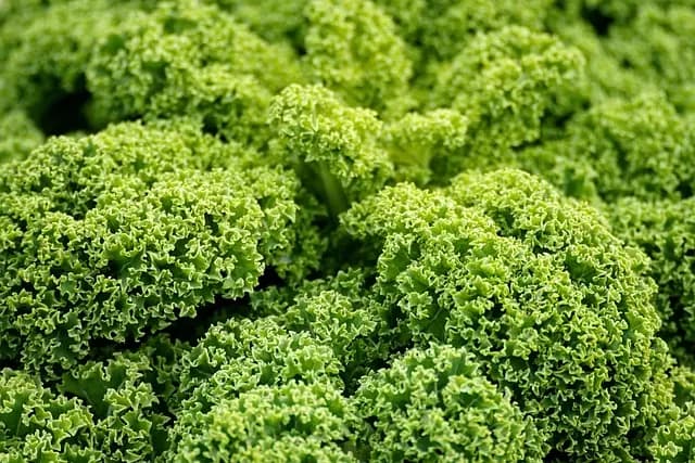 Avoiding Common Mistakes in Vegan Shopping