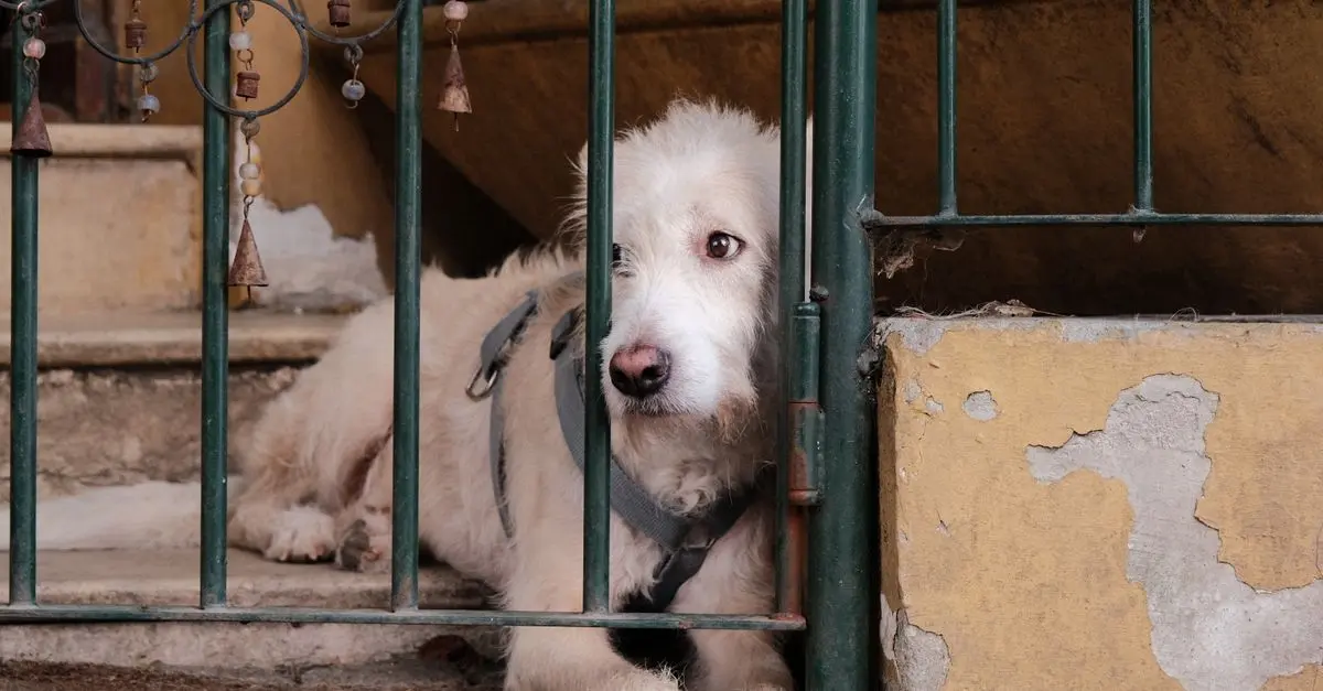 How to Find a Lost Pet Quickly: Ultimate Guide