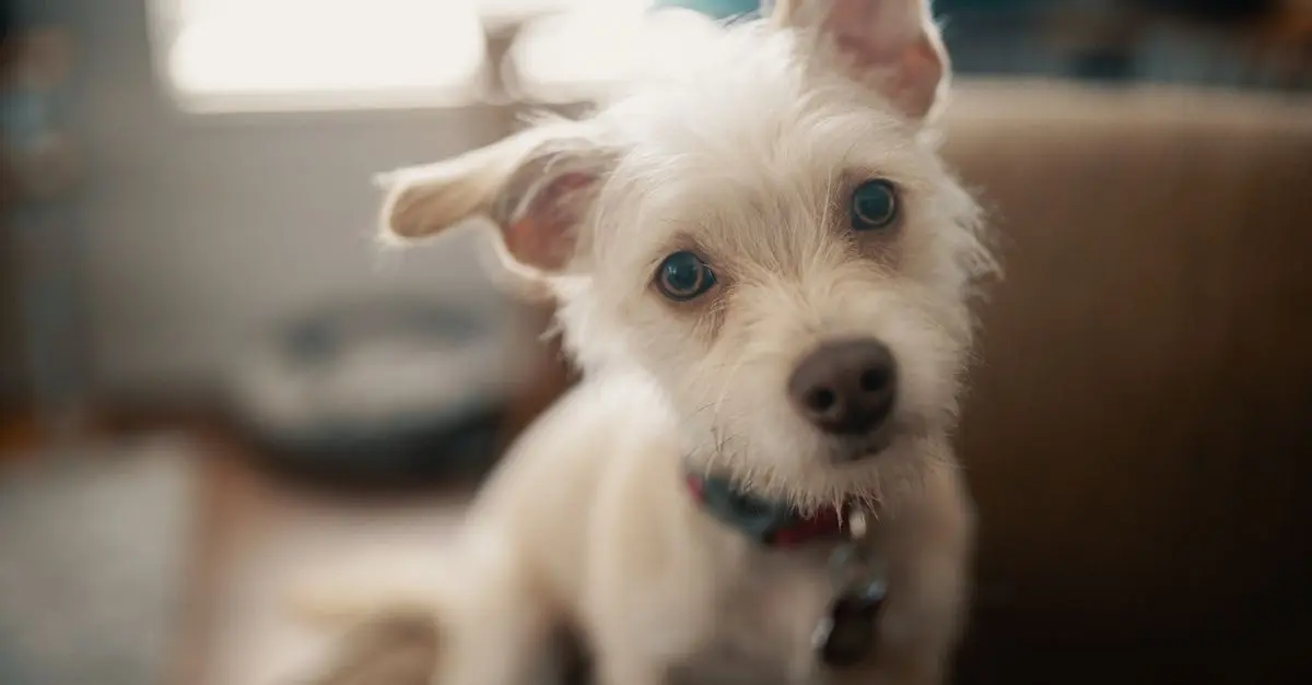 Essential Emergency Contact Numbers for Pet Owners