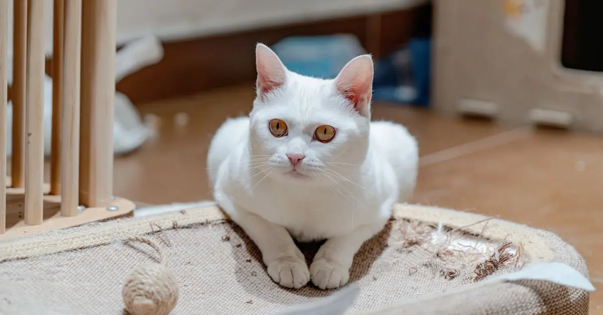 Essential Guide to Preventing Pet Bites and Scratches