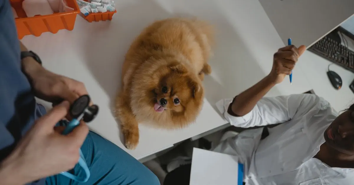 Choosing the Best Pet Health Insurance