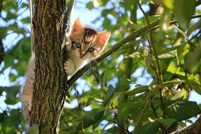 Best Natural Cat Foods - A Complete Buying Guide