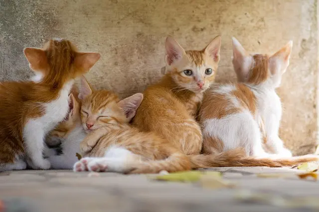 Essential Pet Emergency Kit Items You Need